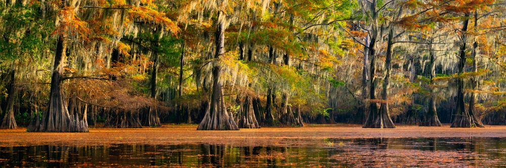 Golden autumn light illuminates Spanish moss draped cypress trees along waterway.