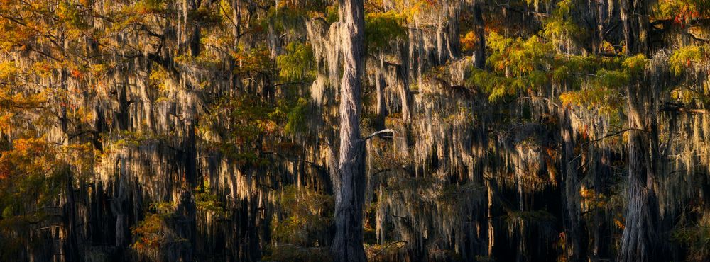 Spanish moss adorns cypress trees displaying brilliant autumn colors over swamp waters.