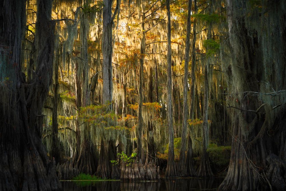 Ancient cypress trees draped in Spanish moss create a mystical golden forest scene.