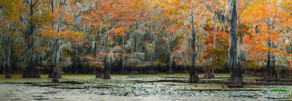 Cypress swamp glows with orange fall foliage reflecting in dark waters.
