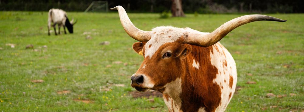 Texas Longhorn cattle grazing in green pasture with distinctive horns visible.