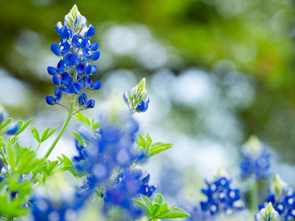 Close-up of bluebonnet flowers with soft green bokeh background.