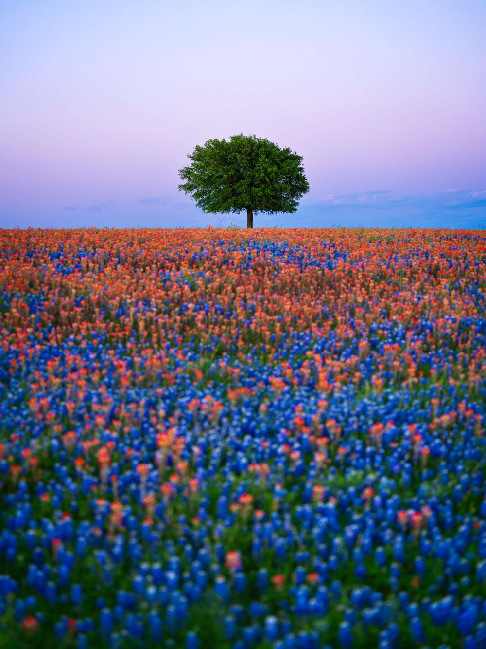 Field of vibrant bluebonnets and orange wildflowers stretching to the horizon with a lone tree silhouetted at sunset.