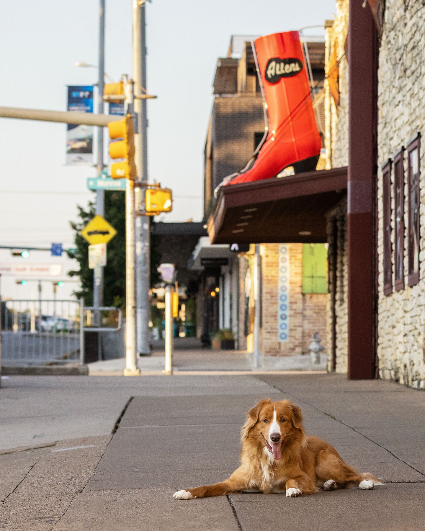 Nova Scotia Duck Tolling Retriever dog lies down on an urban sidewalk in front of Allen's boots on South Congress Avenue in Austin, Texas.