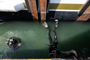 Aerial view of a sea lion swimming near dock pilings in green harbor water, shot from above a pier.