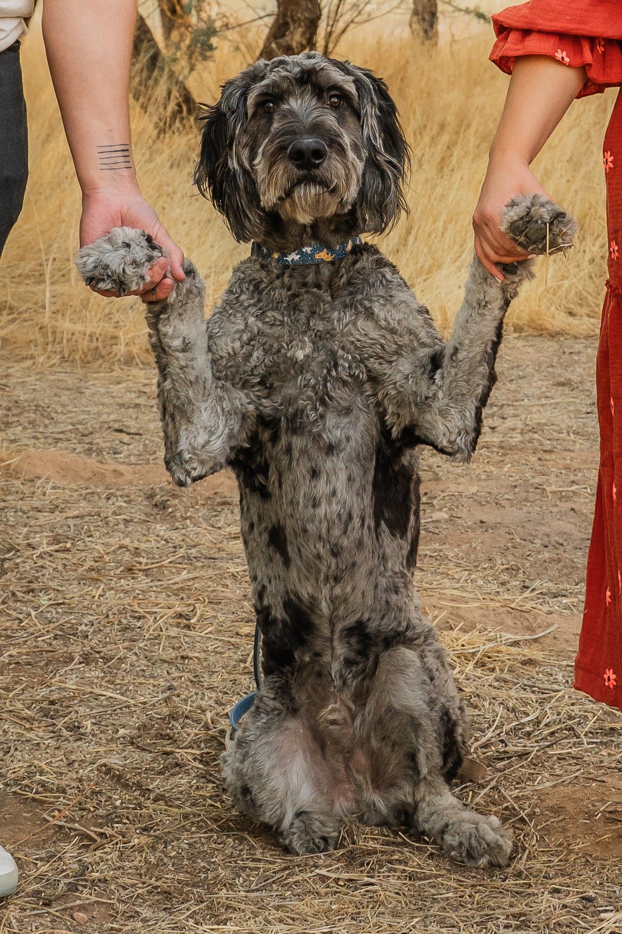 A gray shaggy dog stands on its hind legs while being held by hands on both sides in a playful outdoor pose.
