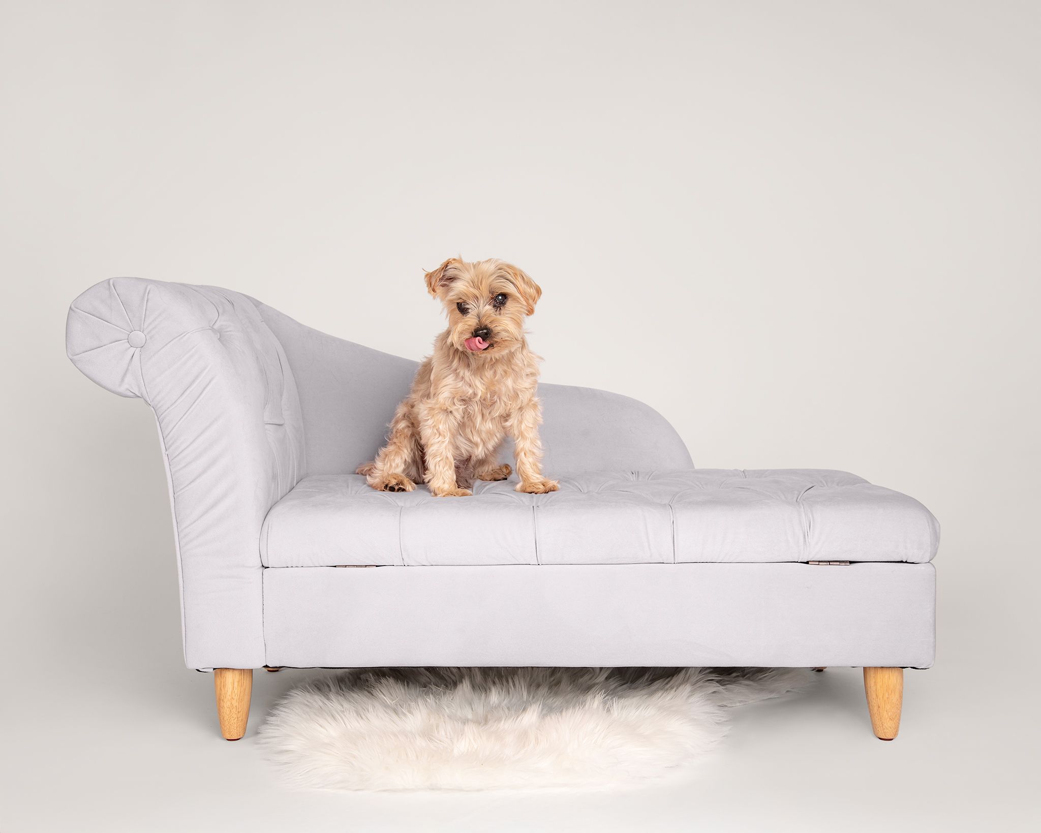 Red Deer Photographer, Dog Photographer Alberta, Studio Portrait, Senior Shih Tzu on couch in studio