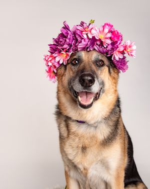 Red Deer Photographer, Dog Photographer Alberta, Studio Portrait, German Shepherd with flower crown.