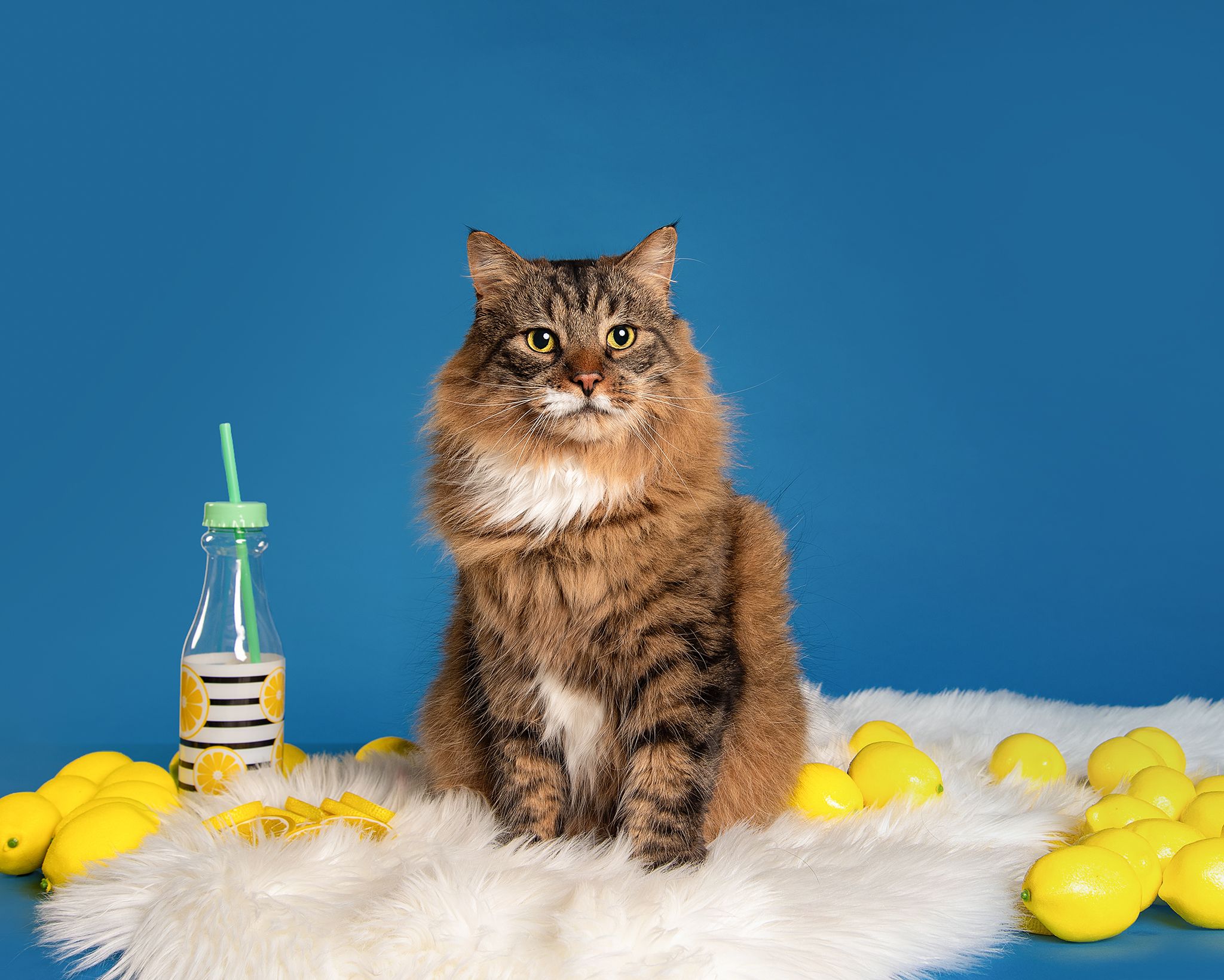 Red Deer Photographer, Dog Photographer Alberta, Studio Portrait, Cat on blue background with lemon props.