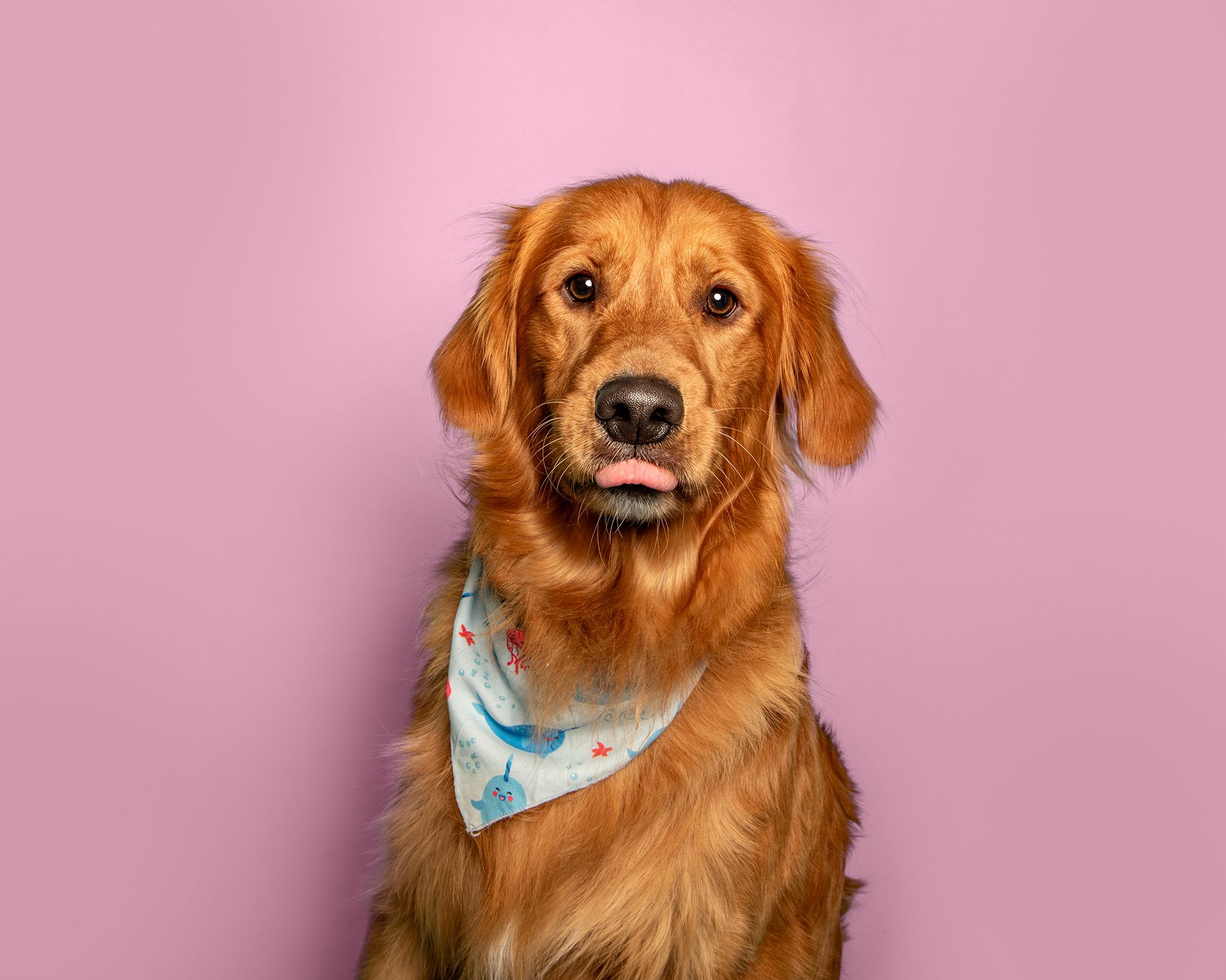 Red Deer Photographer, Dog Photographer Alberta, Studio Portrait, Golden Retriever against pink background.