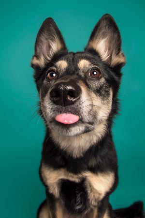 Red Deer Photographer, Dog Photographer Alberta, Studio Portrait, Kelpie on teal background.