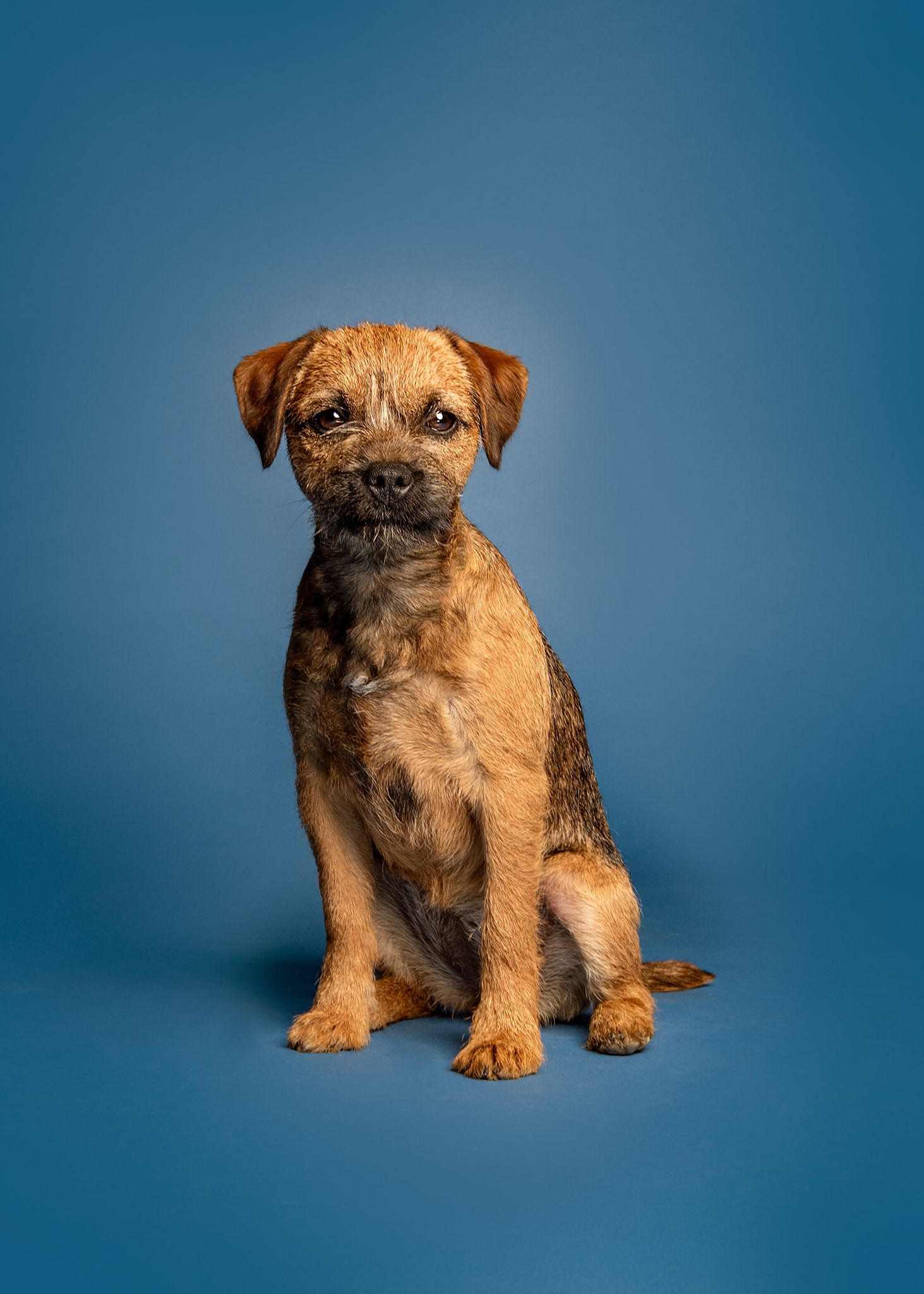 Red Deer Photographer, Dog Photographer Alberta, Studio Portrait, Border Terrier puppy on blue backdrop.