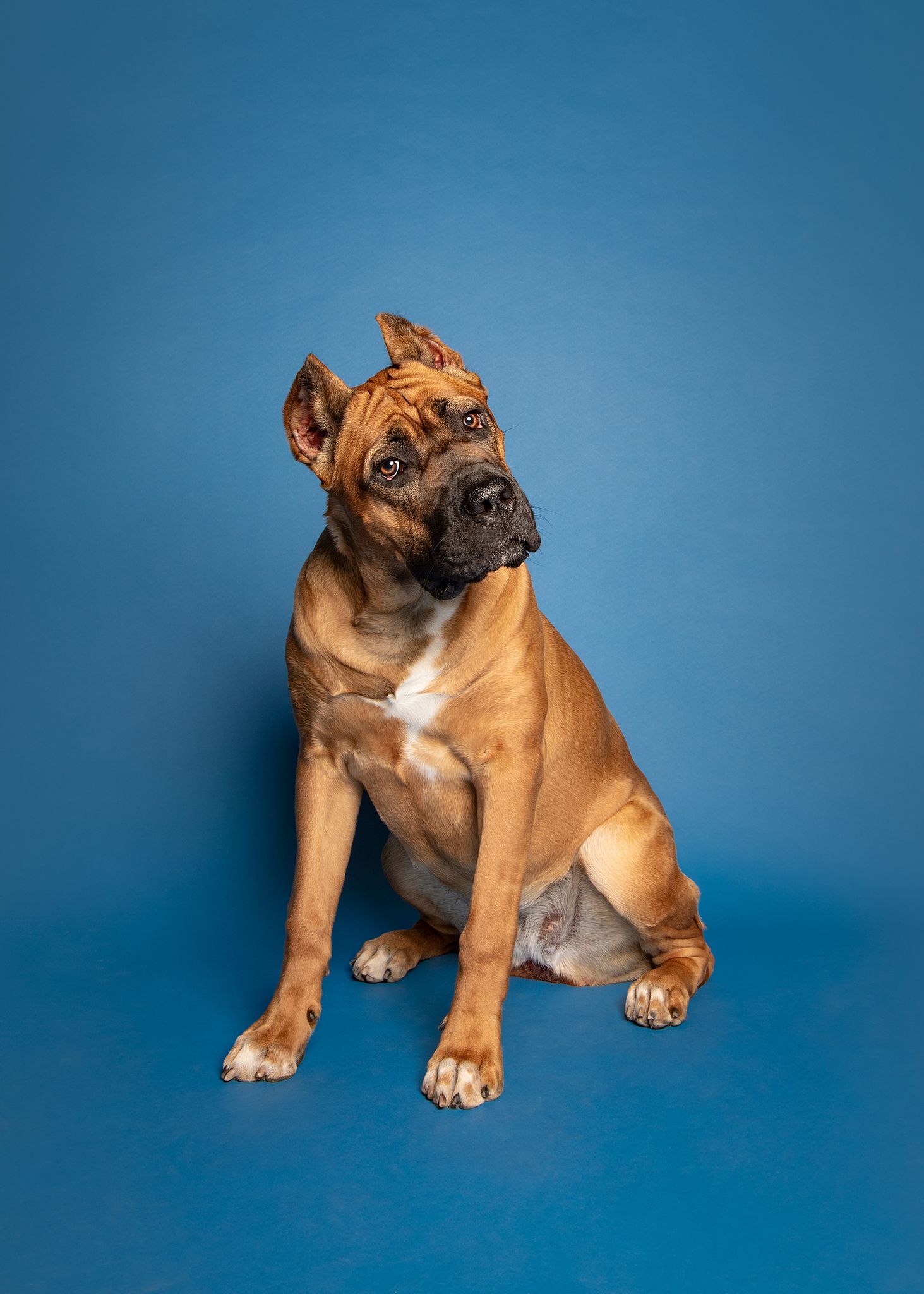 Red Deer Photographer, Dog Photographer Alberta, Studio Portrait, Cane Corso puppy on black backdrop.