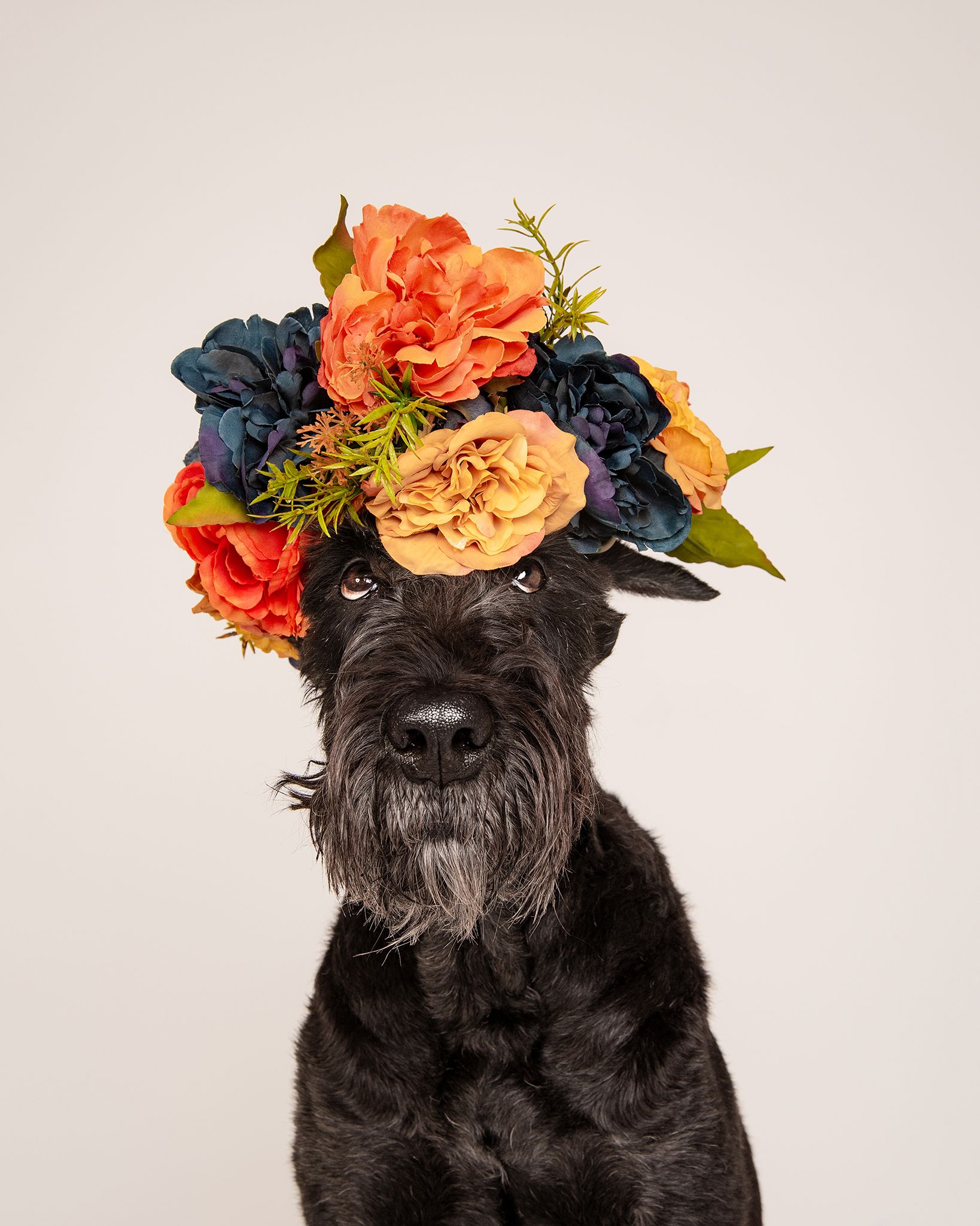 Red Deer Photographer, Dog Photographer Alberta, Studio Portrait, Giant Schnauzer with flower crown.