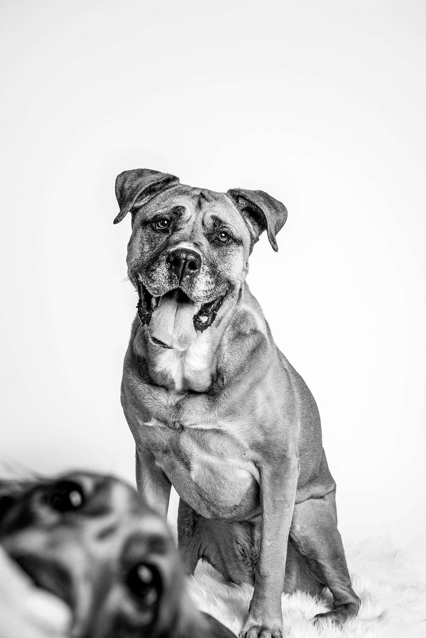 Red Deer Photographer, Dog Photographer Alberta, Studio Portrait, Mastiff and Dachshund in the studio.