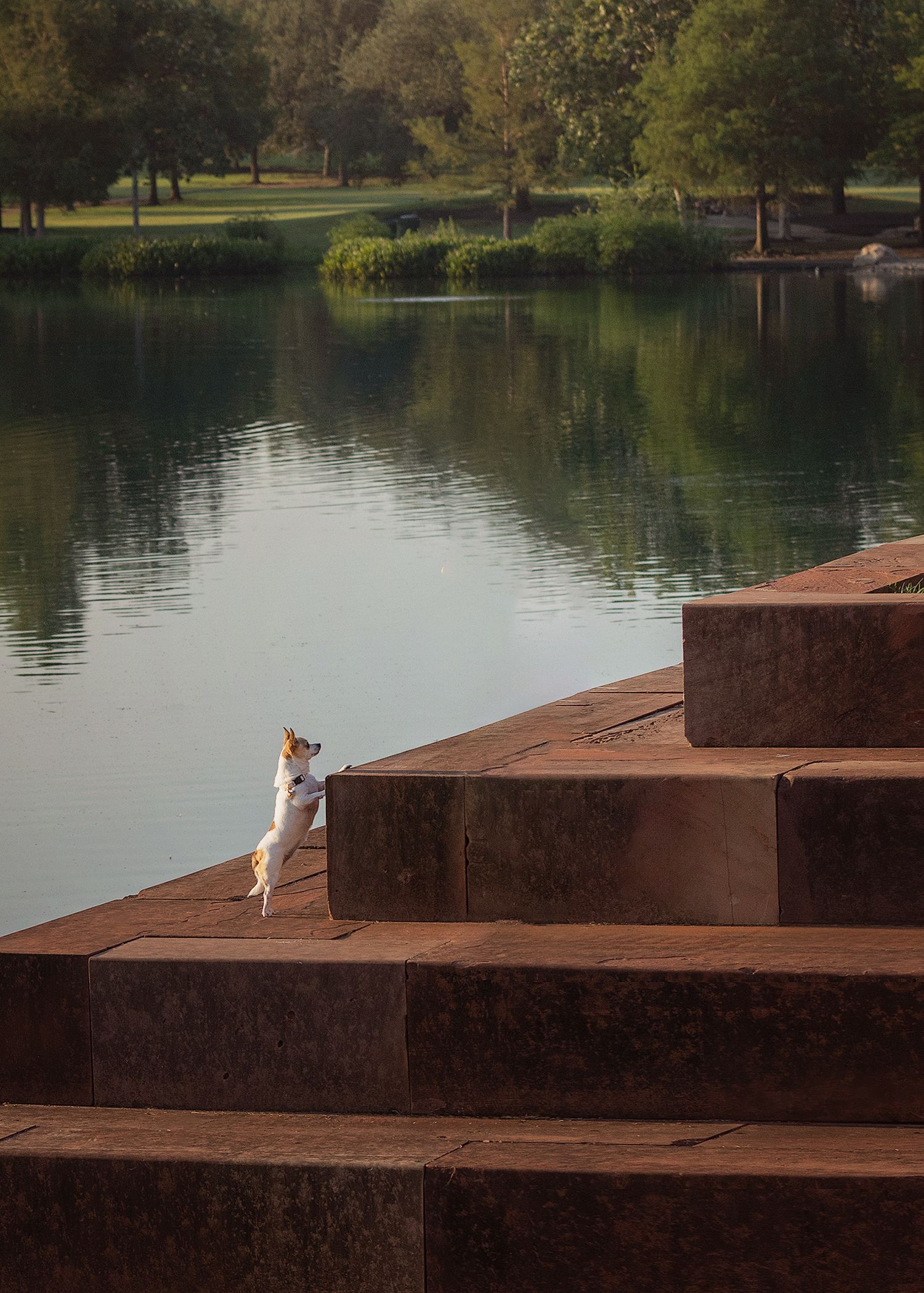 A small dog stands on her hind legs on rust colored concrete steps overlooking a serene lake surrounded by trees in a park setting.