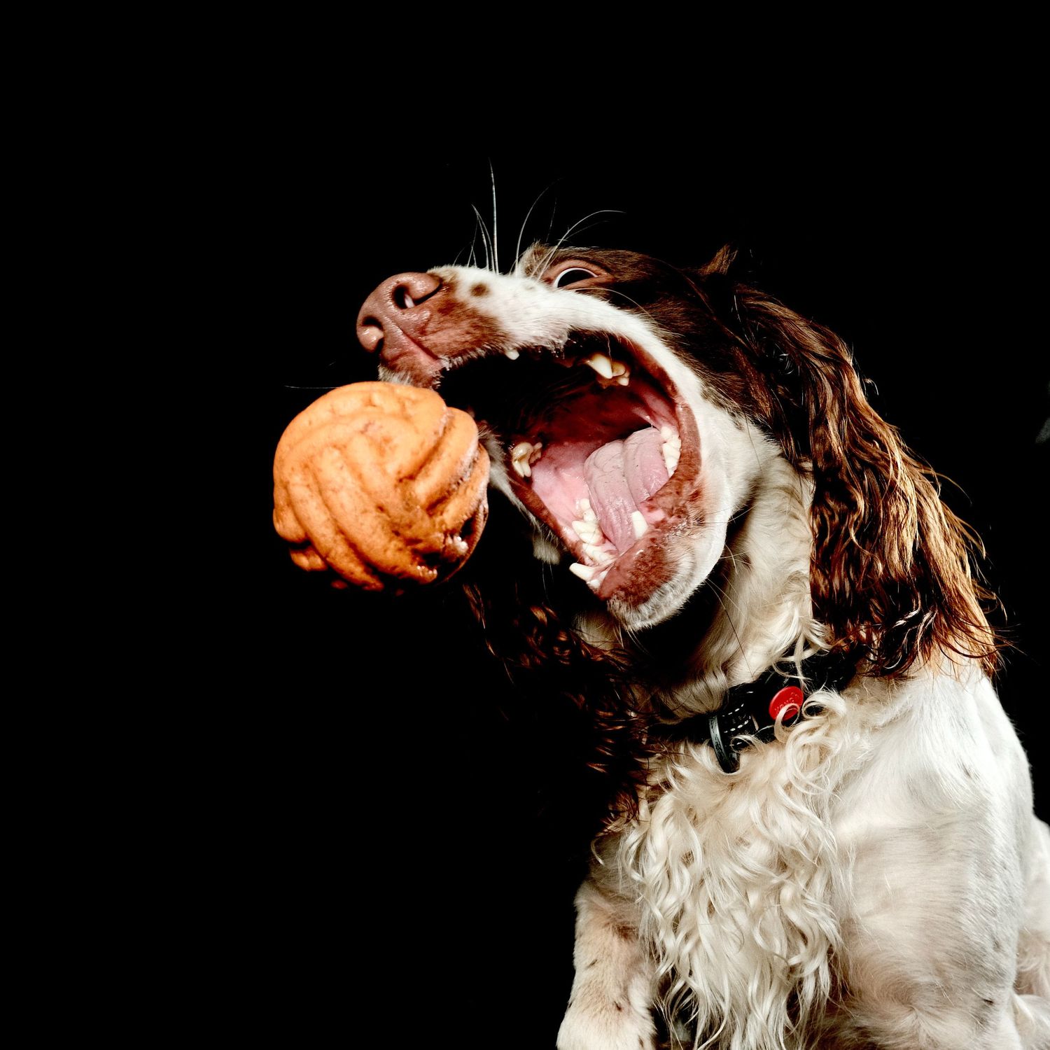Dog studio portrait of a spaniel catching a ball.