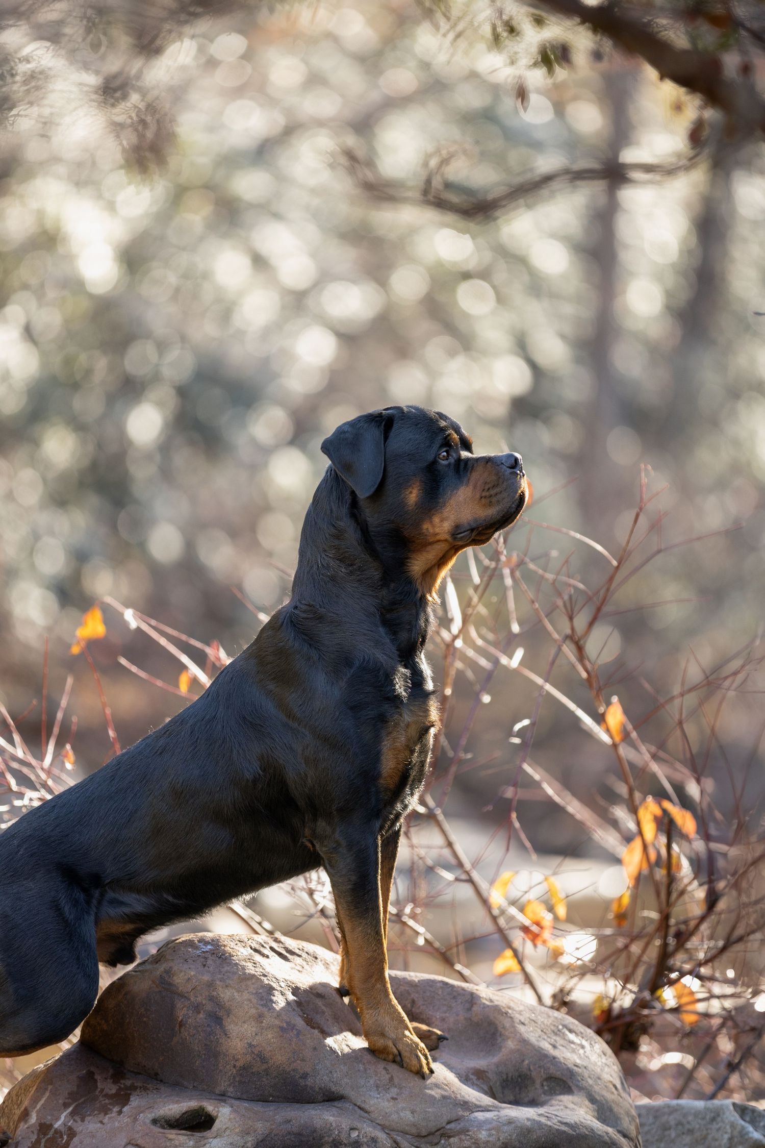 Rottweiler dog stands alertly on a rock in sunlit forest with beautiful bokeh background effect.