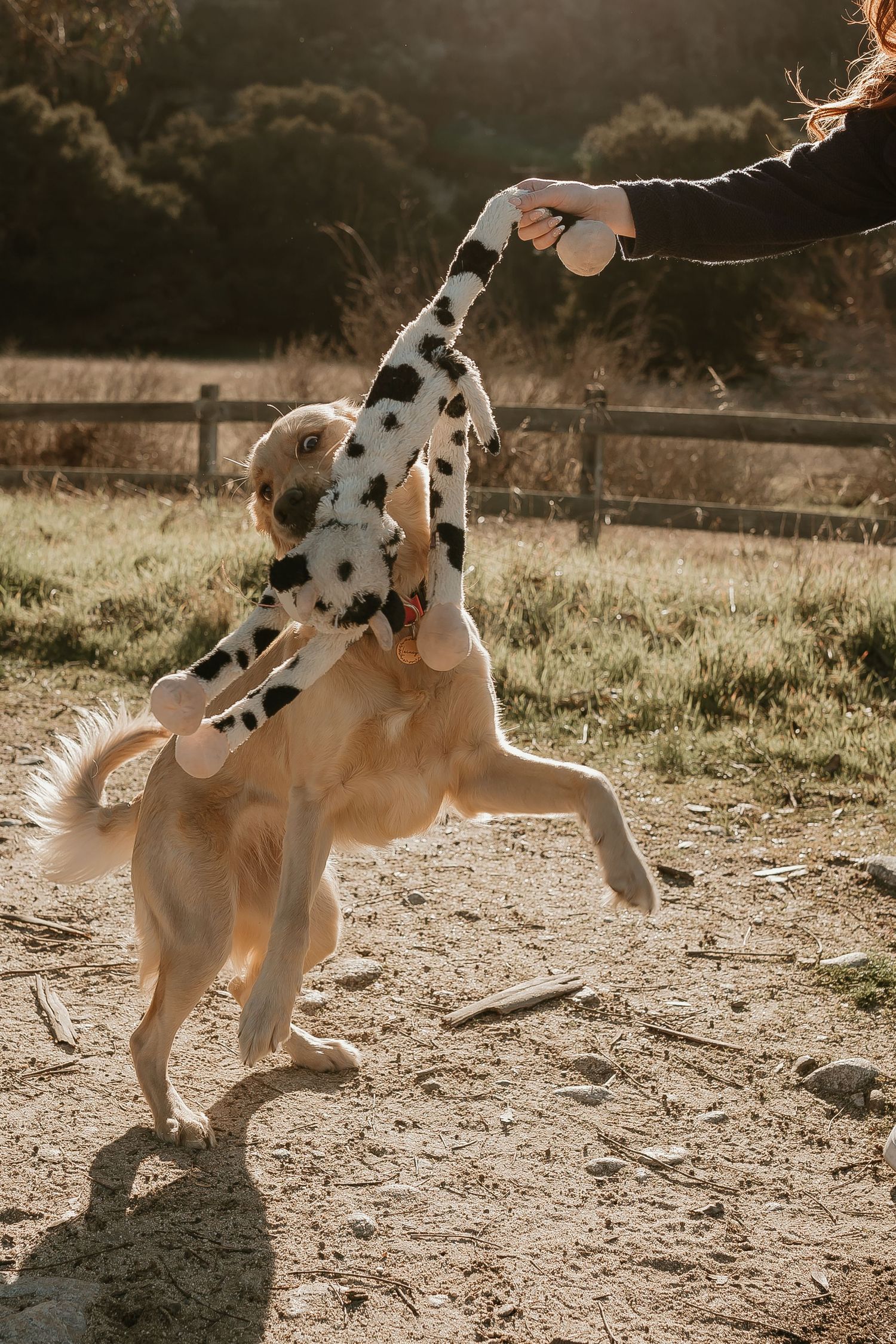 A playful dog jumps up to catch a spotted plush toy being held up in golden sunlight near a wooden fence.