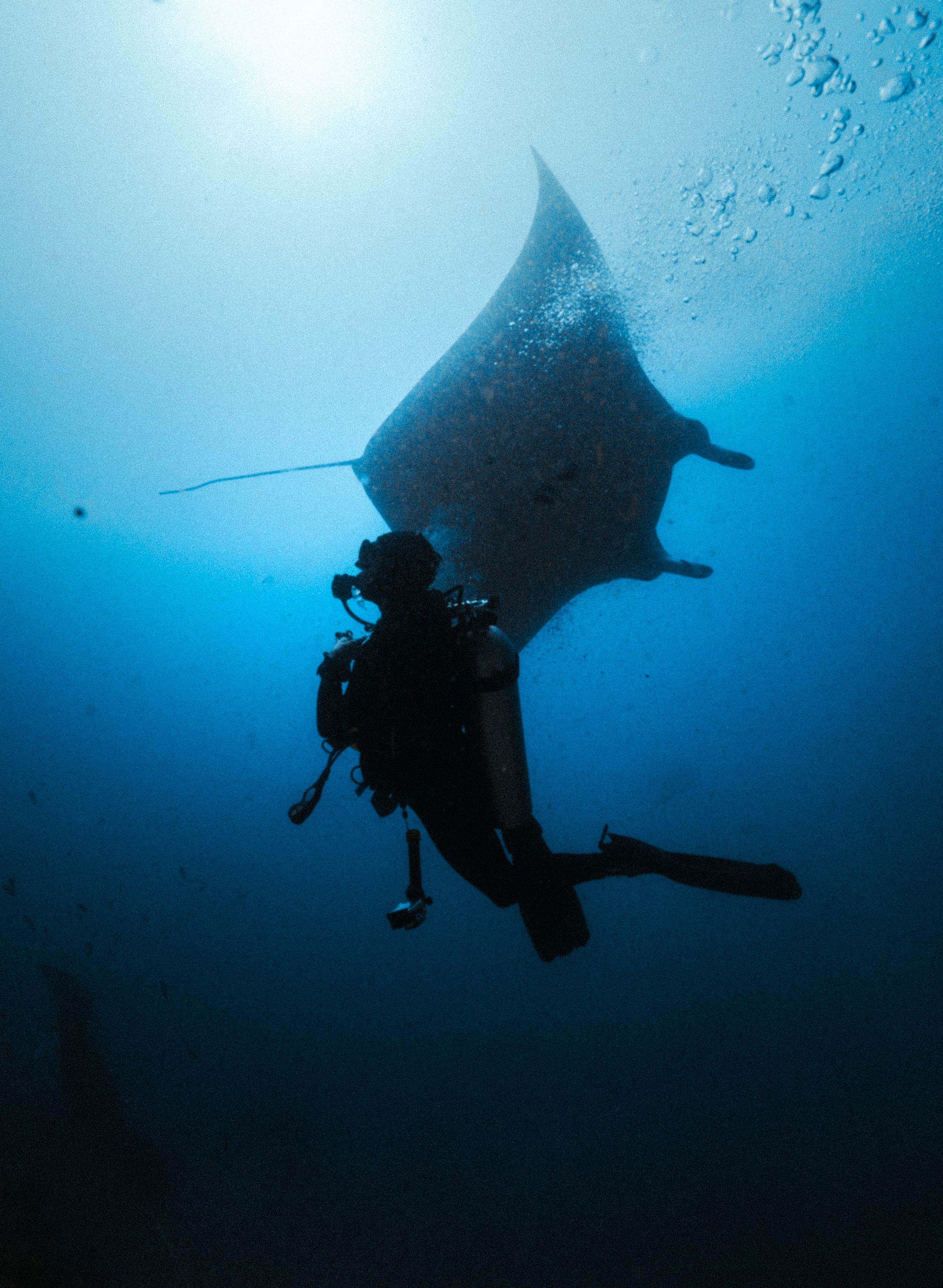 Silhouette of Gaby Salvador scuba diving alongside a large manta ray in deep blue ocean waters.
