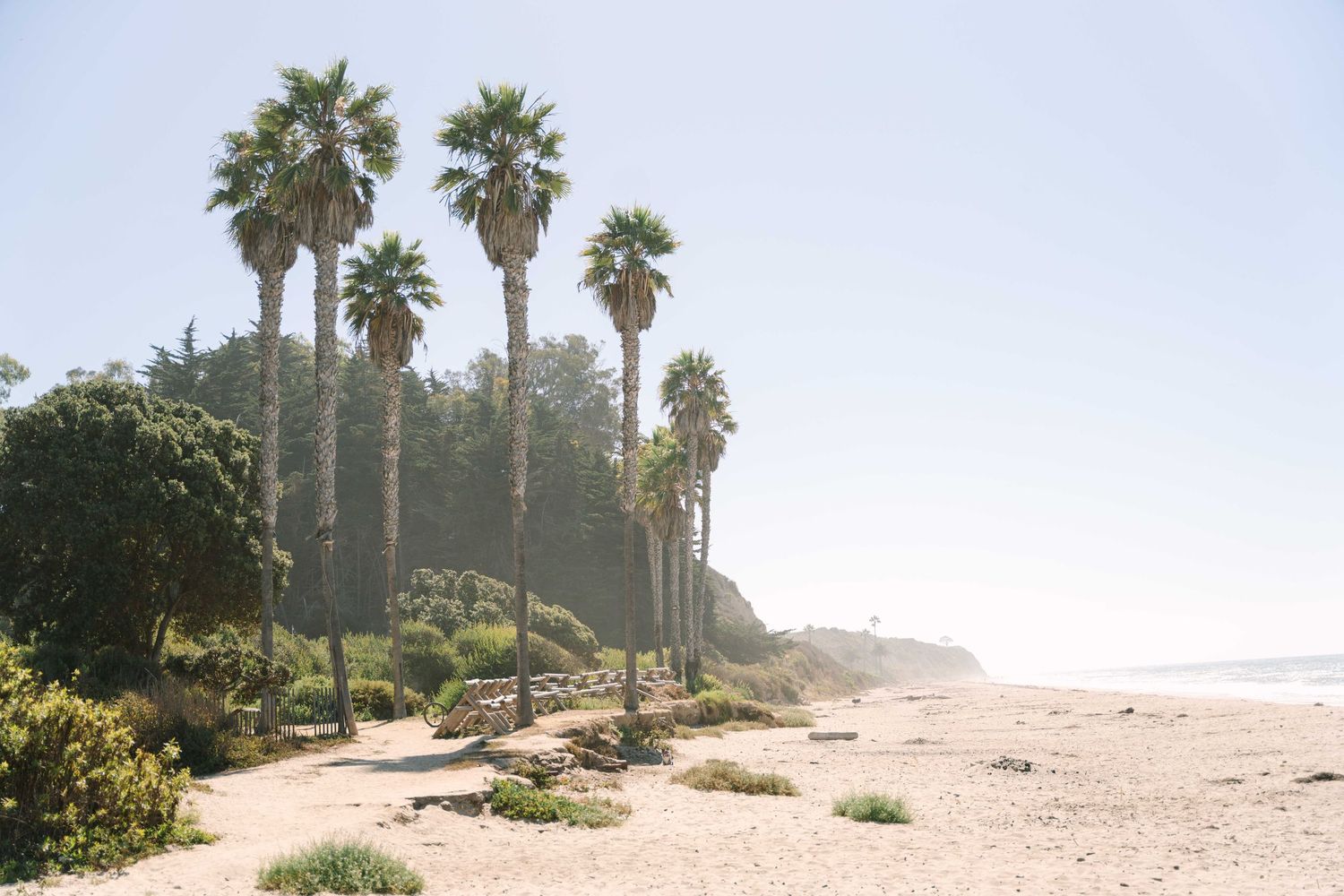 Palm trees line a misty sandy beach on a foggy morning with soft sunlight filtering through the haze.
