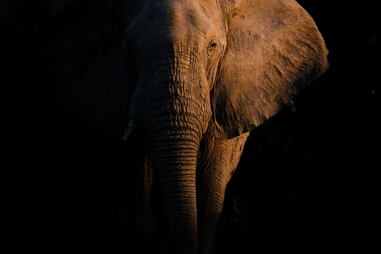 A group of African elephants stand together in dramatic lighting against a dark background.