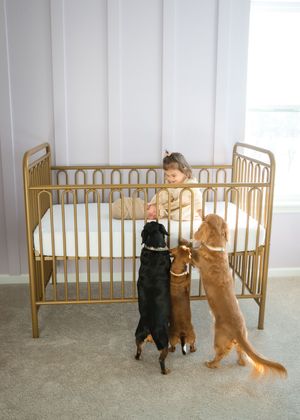 Two dogs standing on their hind legs playing near a gold-colored baby crib in a carpeted room.