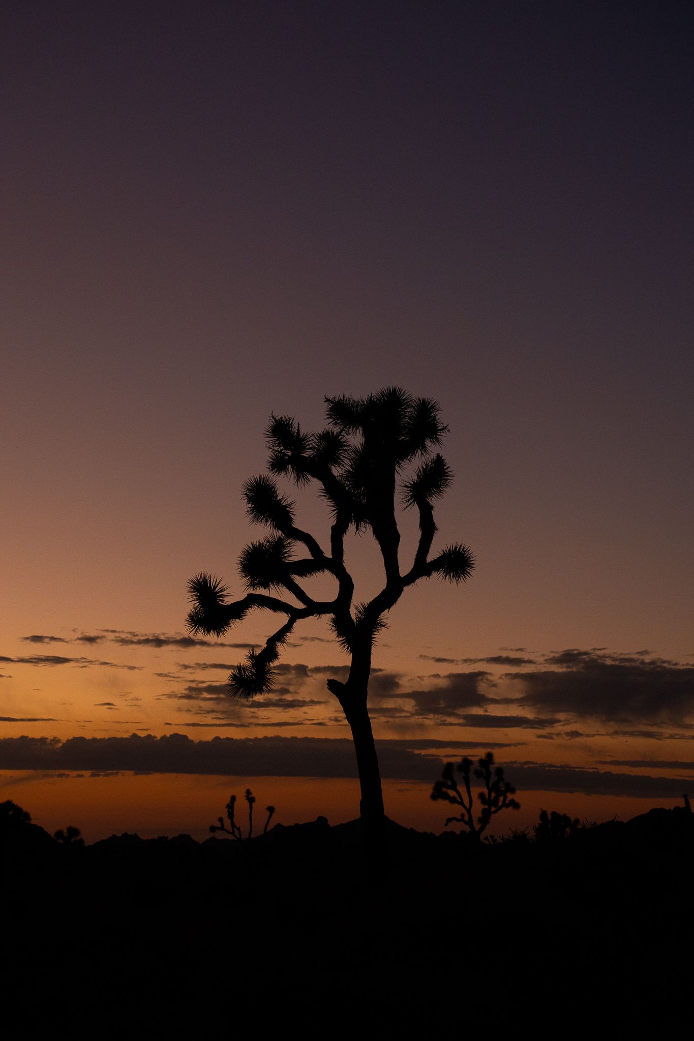 Silhouettes of Joshua trees against a dramatic orange and purple sunset sky in Joshua Tree National Park.