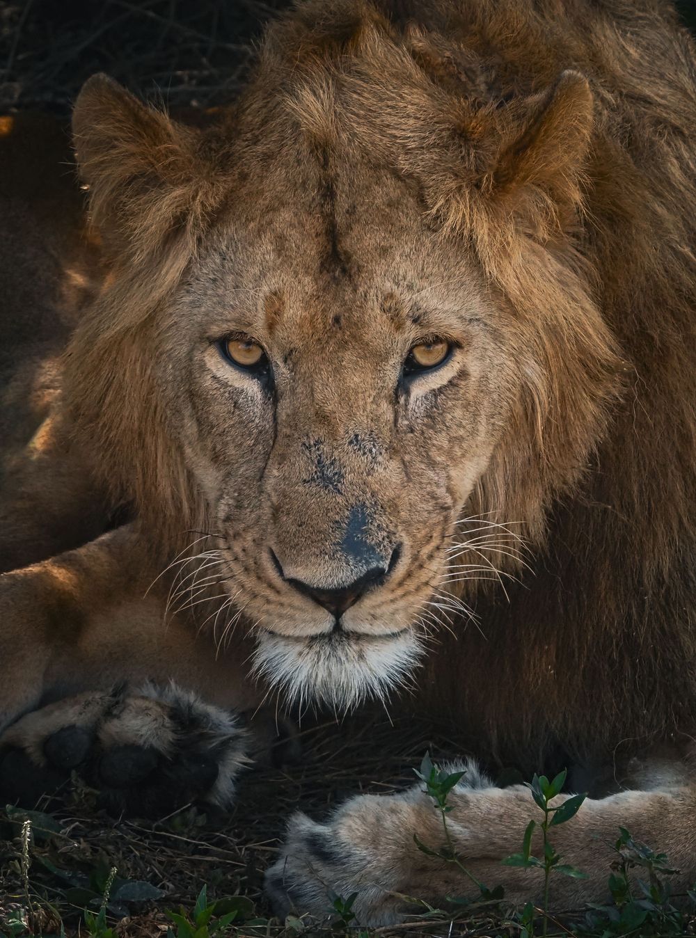 Male lion with dark mane shown in dramatic close-up sequence.