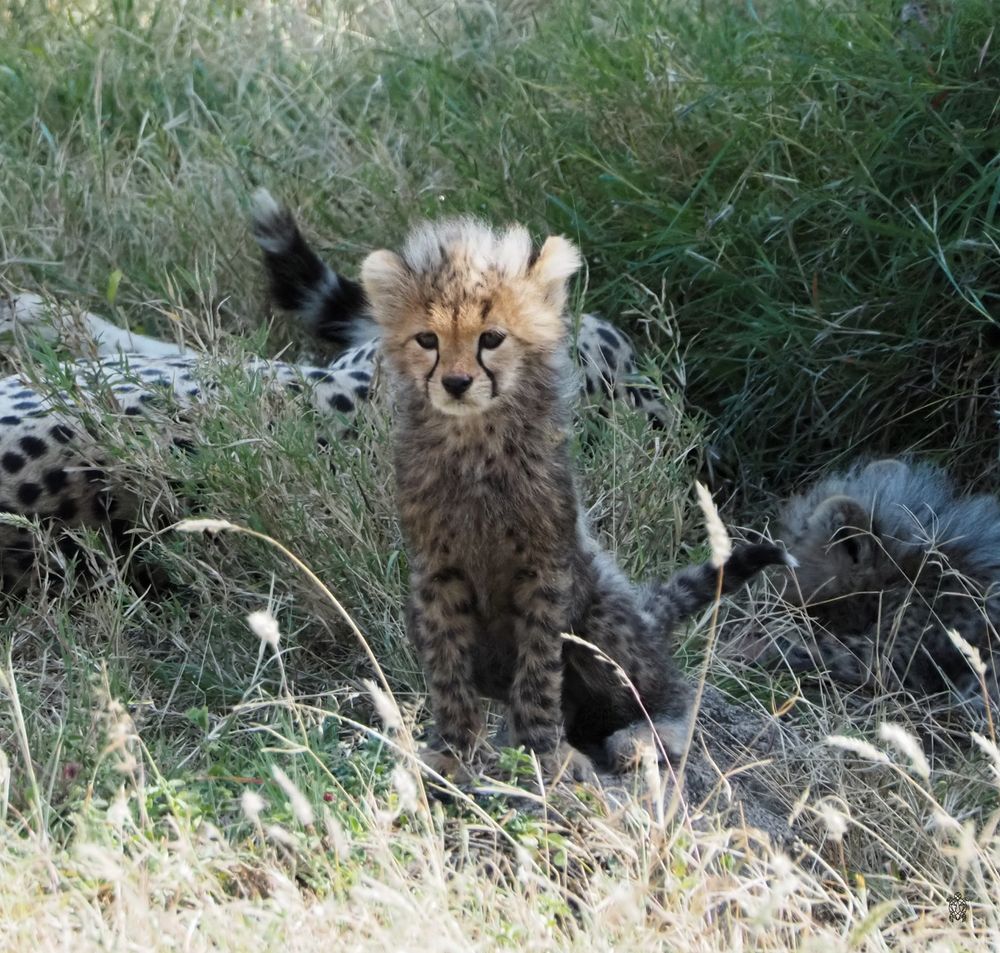 Young cheetah cubs hiding in tall savanna grass.