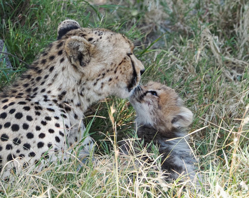 Close-up sequence of a cheetah's spotted coat and face resting in grass.