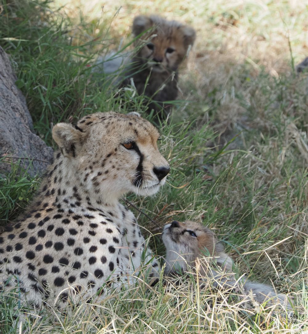 Cheetah lounging in grass showing distinctive spotted pattern.