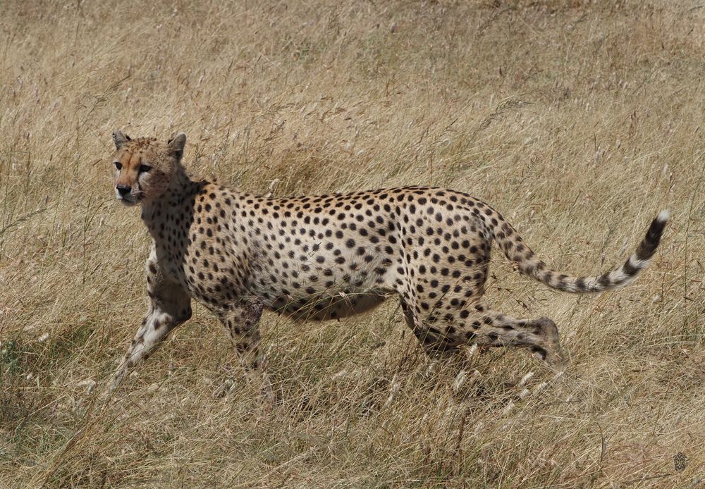 Cheetah walking through dry savanna grass showing full body profile.