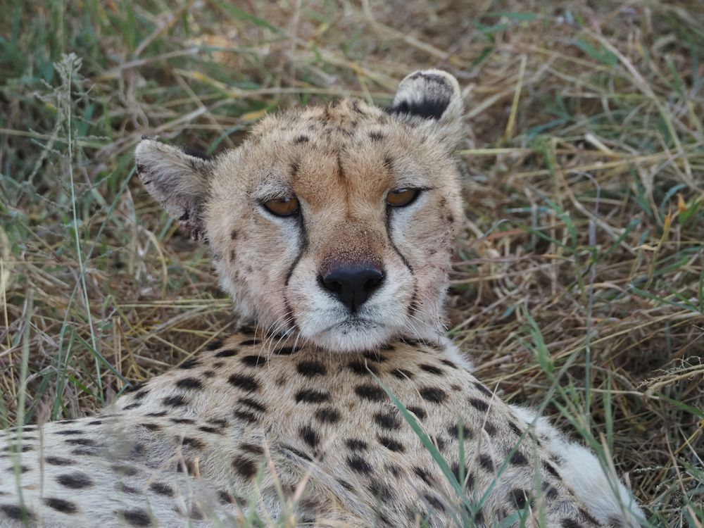 Cheetah resting in grass with characteristic black tear marks visible.