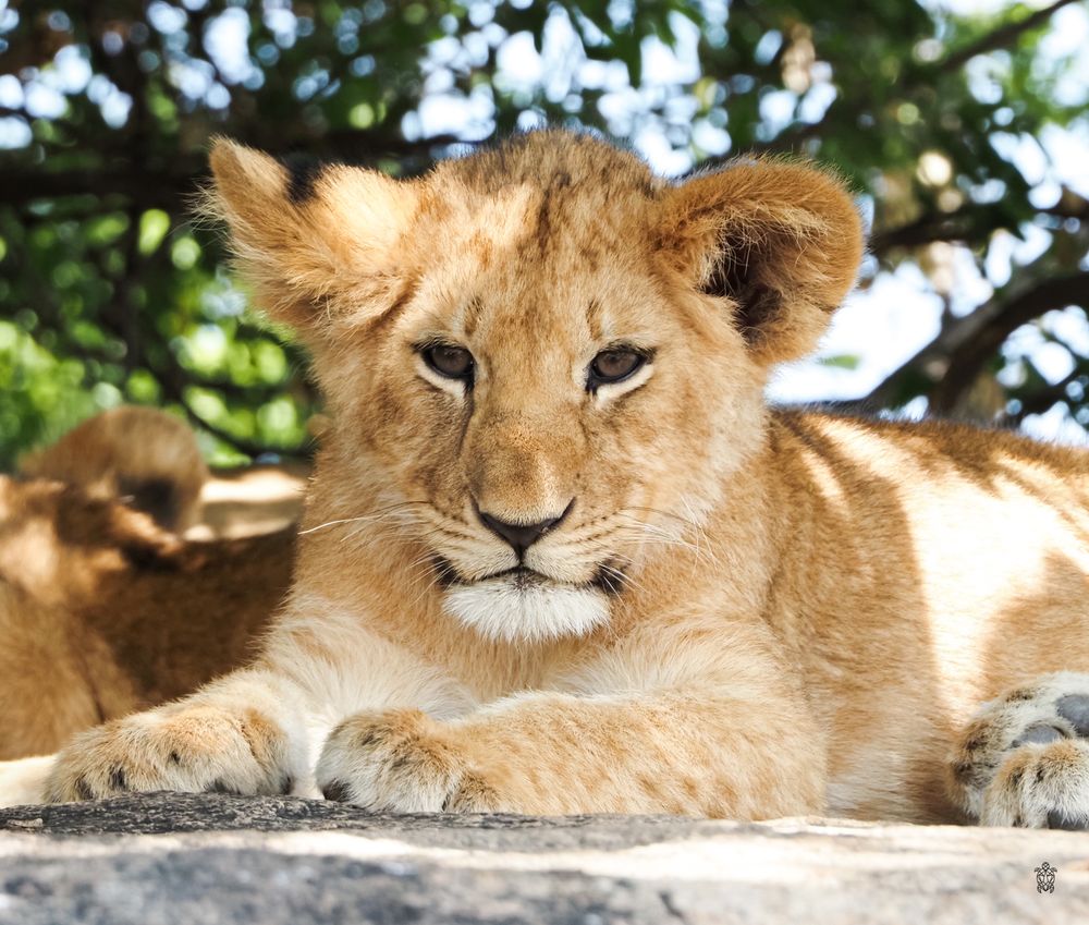 Young lion cub relaxing under shaded tree branches.