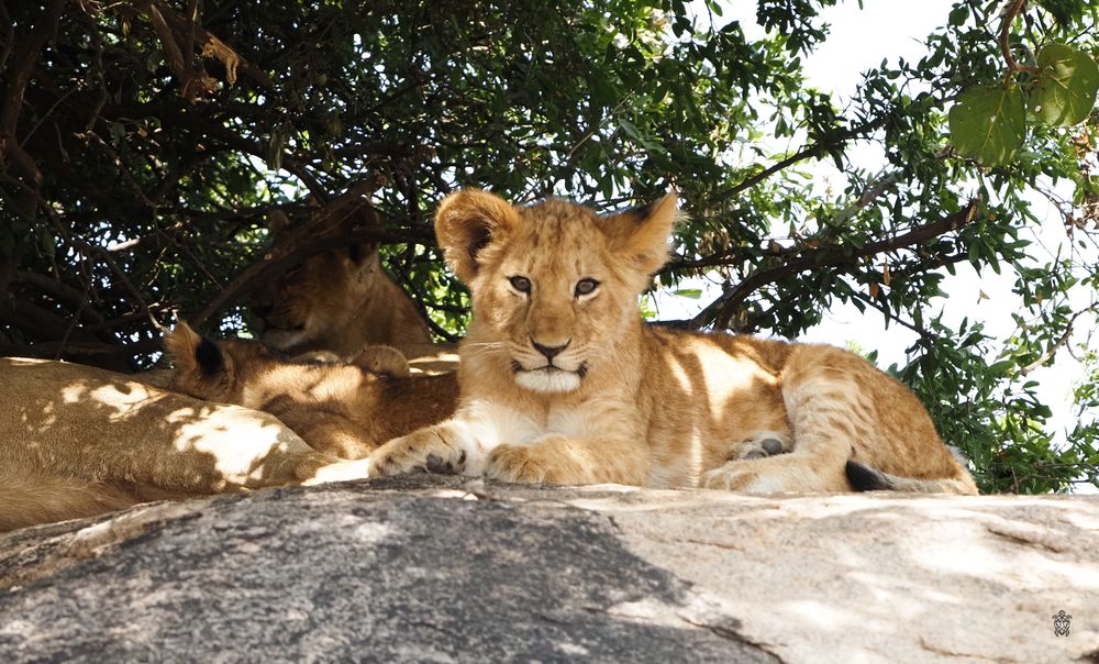 Pride of lions resting on rocky outcrop under tree cover.