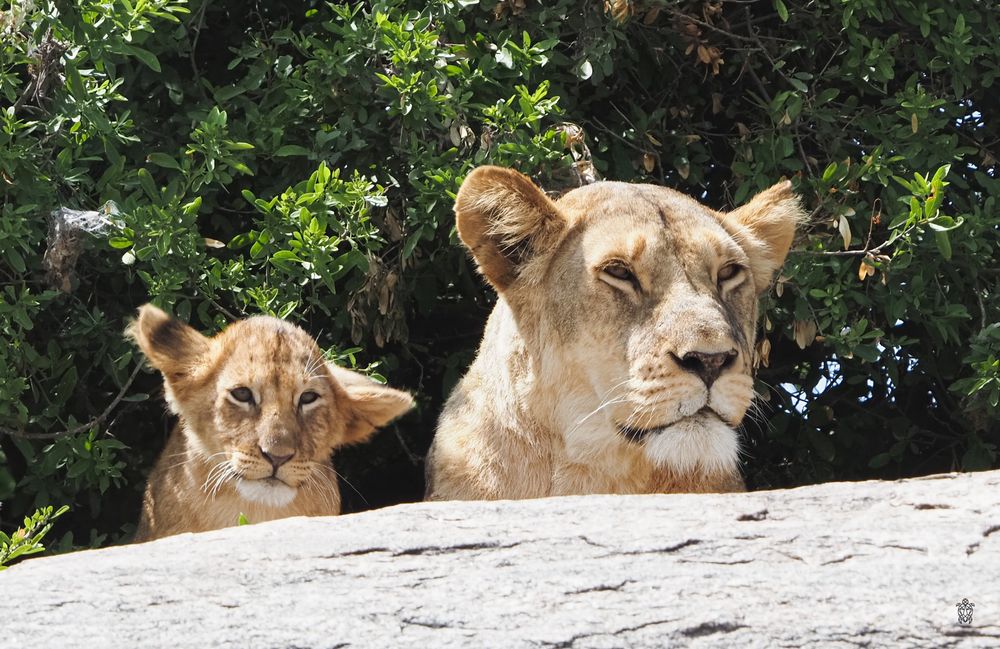 Multiple lions lounging on sun-warmed rocks in natural habitat.