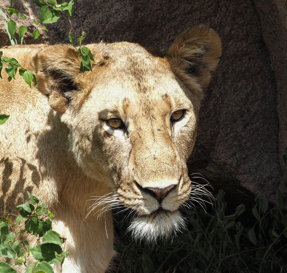 Lioness portrait sequence showing face and whiskers in dappled shade.