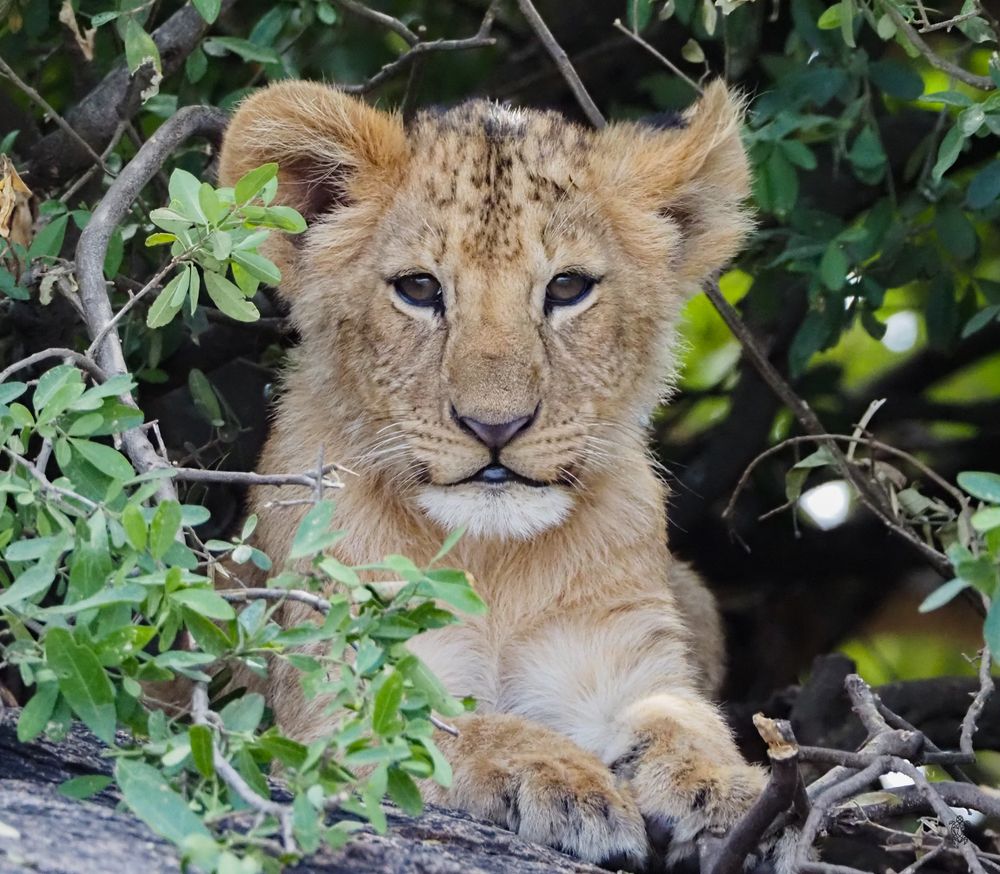 Young lion cub with piercing blue eyes peeks through green foliage in the wilderness.