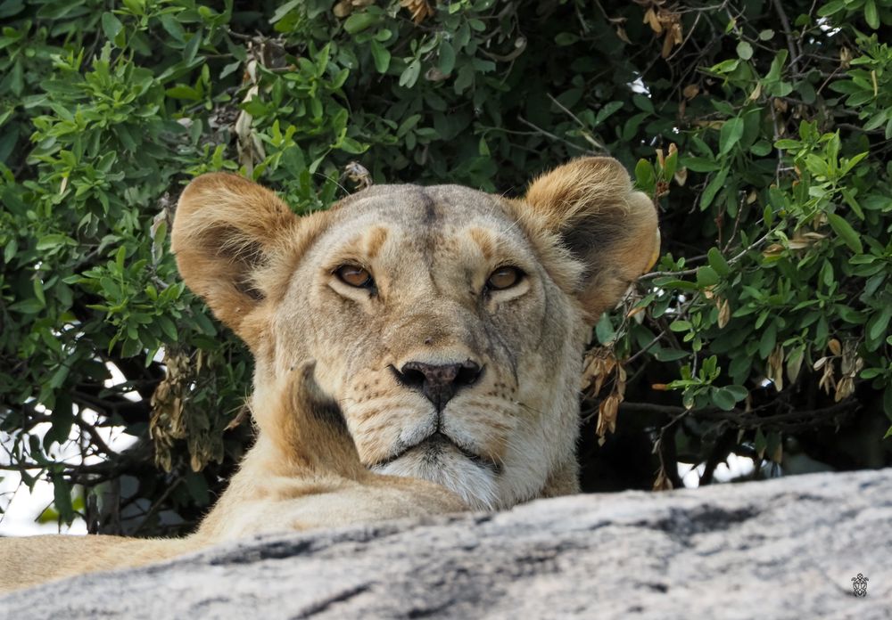 Close-up of a lioness resting behind a rock with lush greenery in the background.
