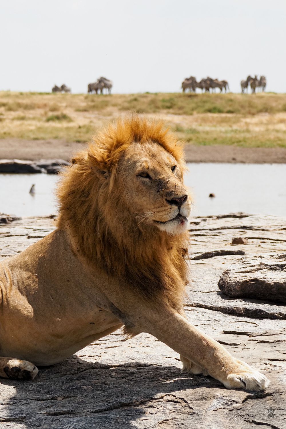Majestic male lion with full mane lounges near a waterhole with wildebeest in the distance.