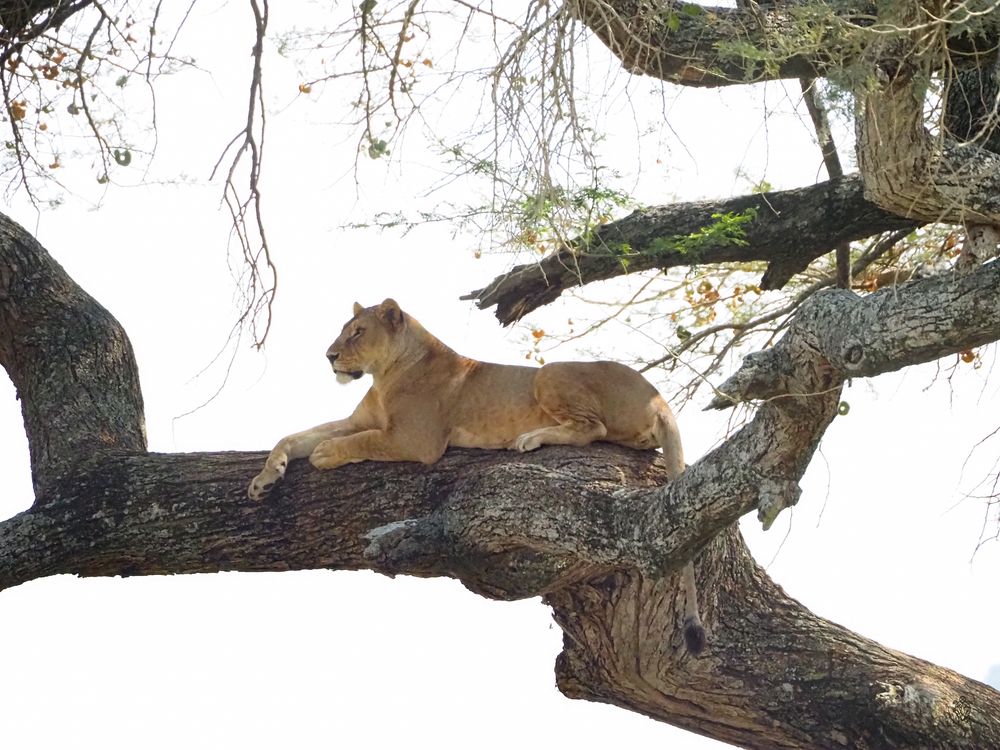 Lioness relaxing on a large tree branch in the African savanna.