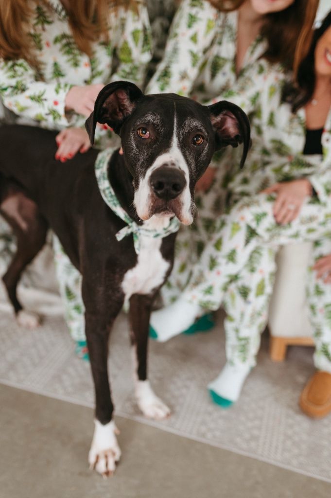 Close-up portrait of a black and white pit bull mix dog wearing a festive collar against holiday-themed background.