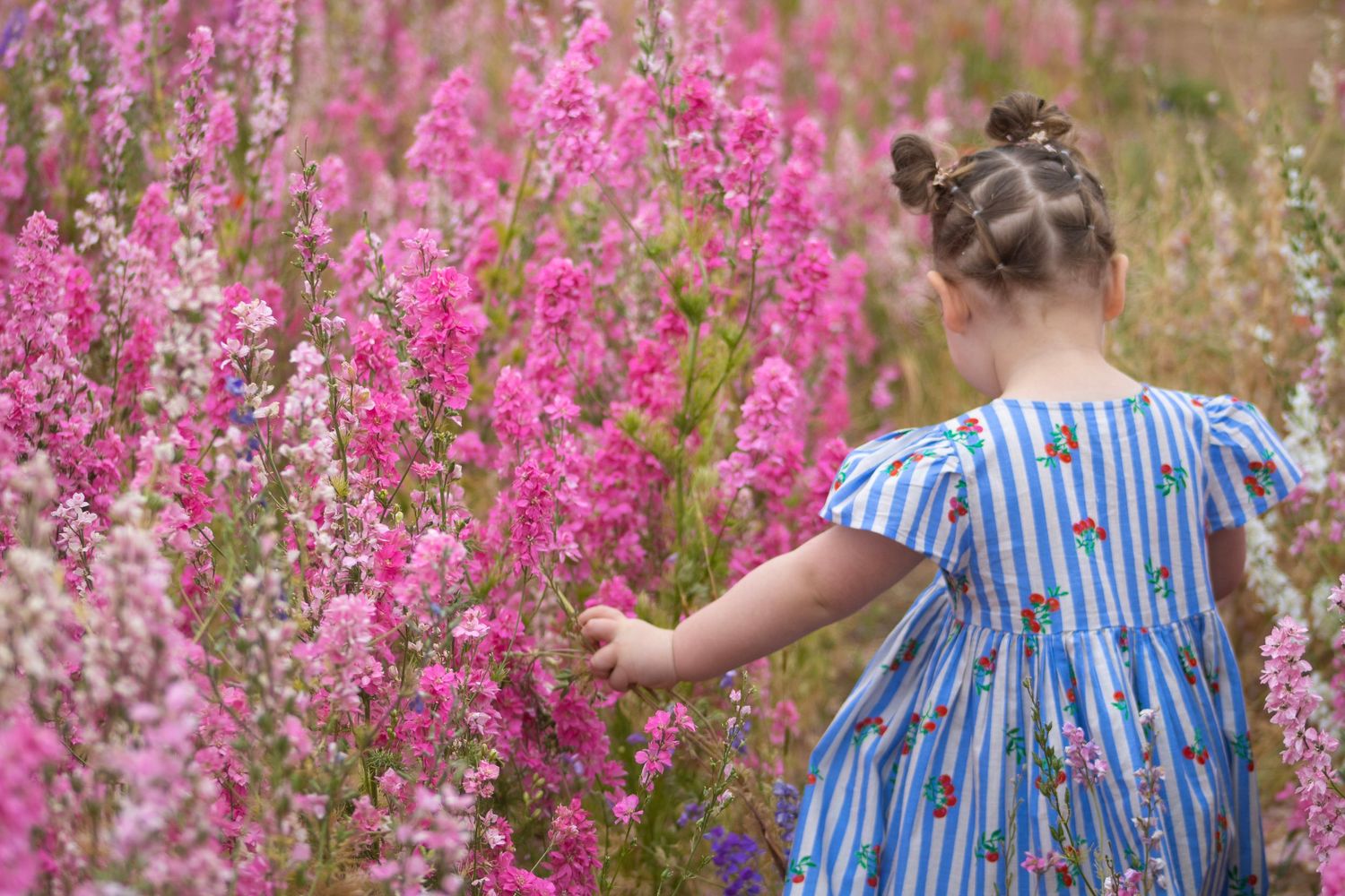 Walking through the flowers in the Confetti Fields in Pershore, Worcestershire