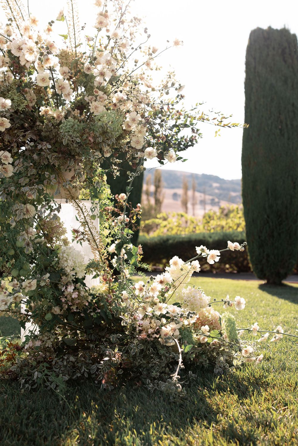 White cherry blossoms bloom against a blurred natural background in warm sunlight.