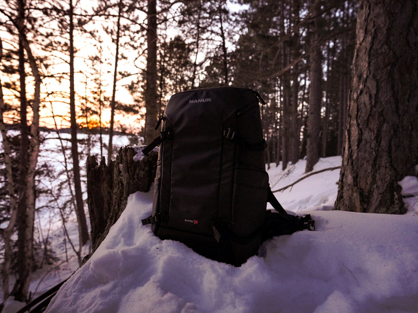 Snow-covered forest landscape at sunset with tall pine trees casting long shadows.