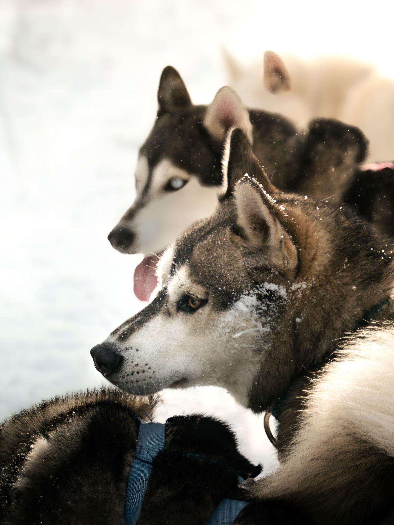 Close-up profiles of alert husky sled dogs with snow on their fur.