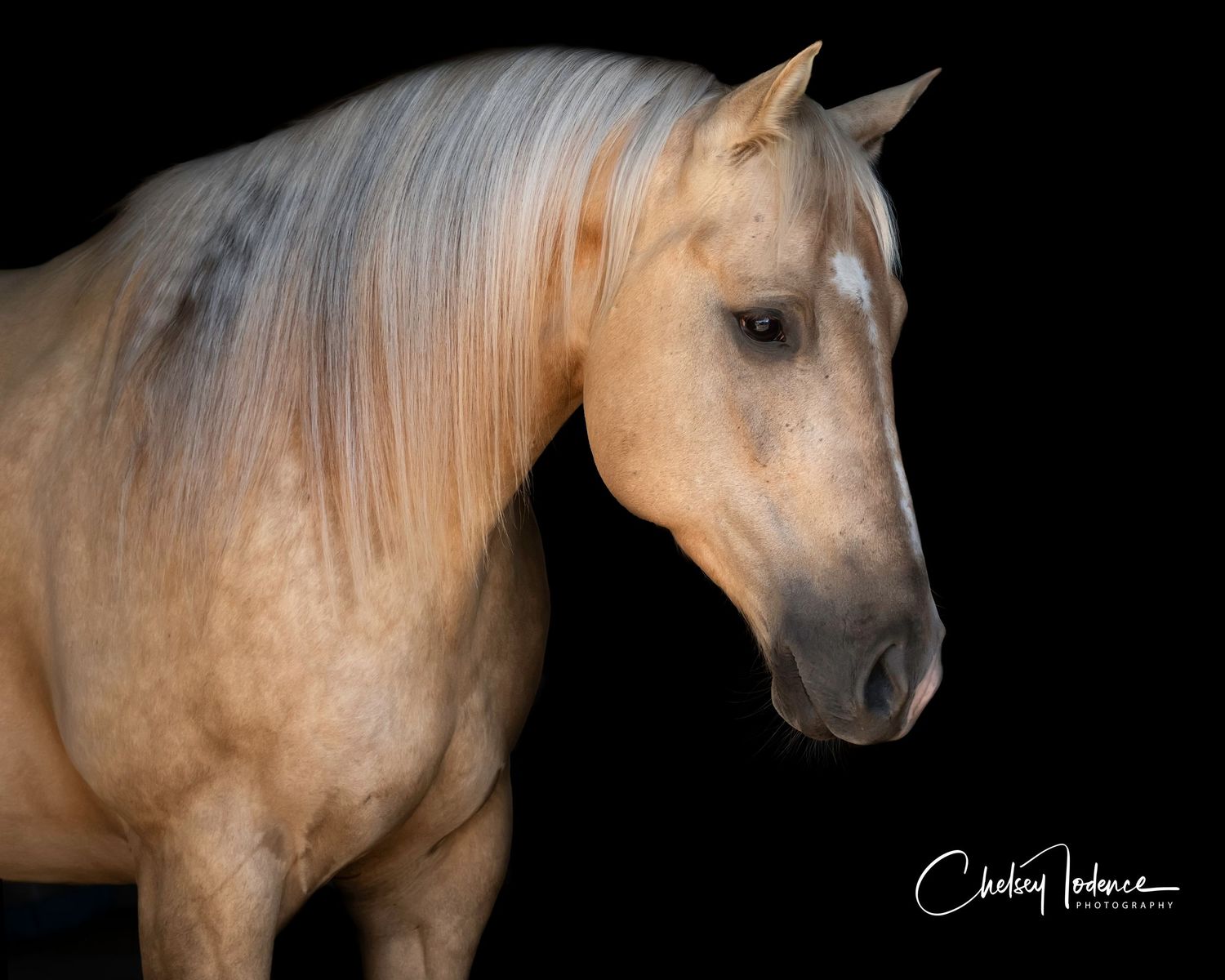 Fine art black background horse portrait with deep shadows and clean highlights in Northern California