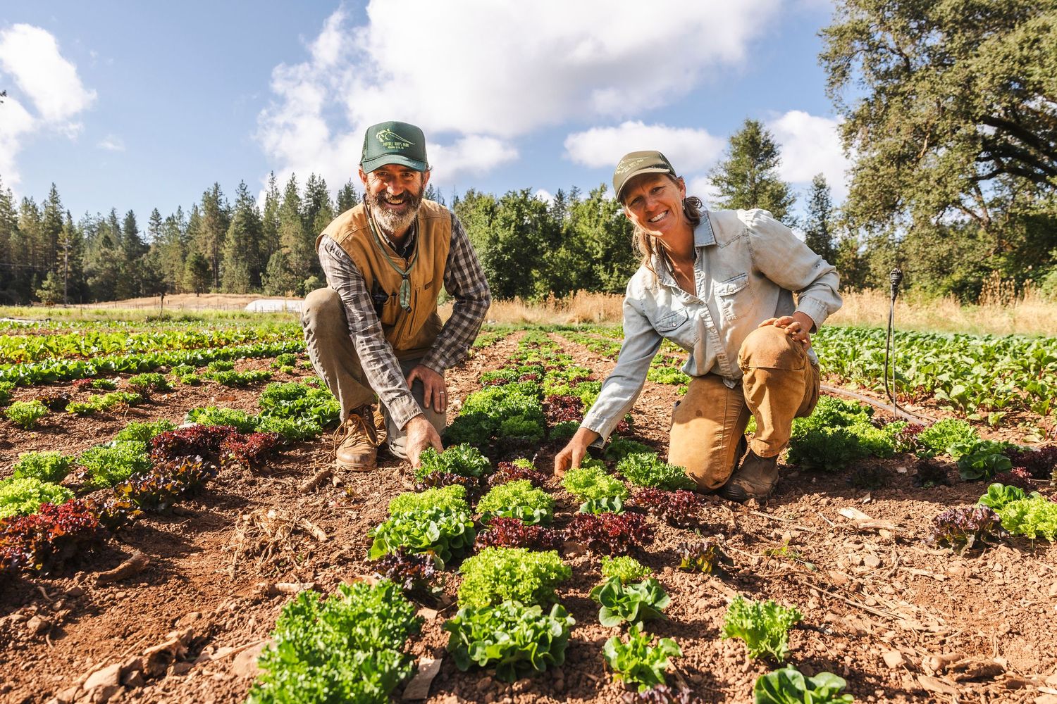 Organic farmers harvesting fresh vegetables from rows of leafy greens in a sustainable farm field on a sunny day.