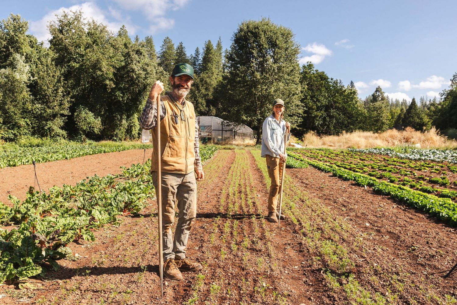 People walking along rows of planted crops in a sunny field with trees in the background.